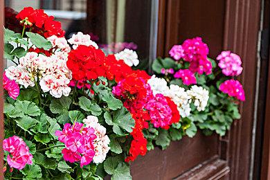 《星刃》太火爆了！在东京多家商店销售一空